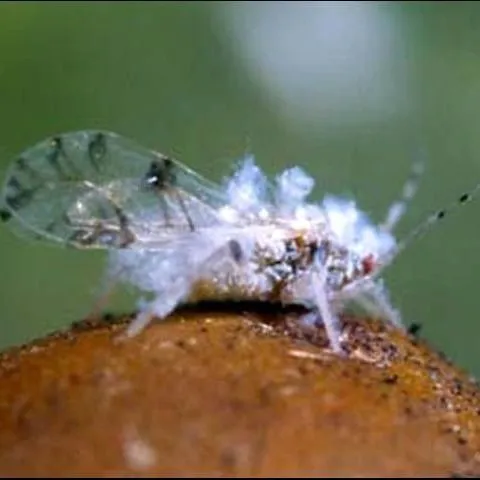 thumbnail for publication: Asian Woolly Hackberry Aphid, Shivaphis celti Das (Insecta: Hemiptera: Aphididae)